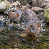 Baikal Teal