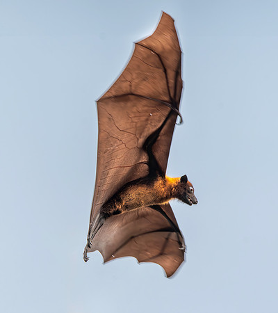 Indian Flying Fox