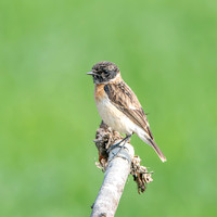 Siberian stonechat