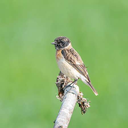 Siberian stonechat