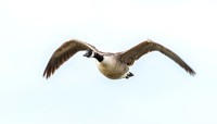 Canada Goose, flying