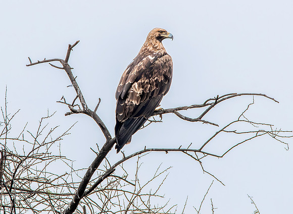 Imperial Eagle (Eastern)