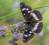 White admiral