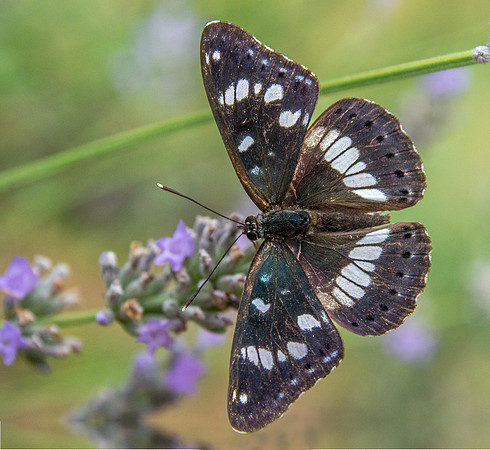 White admiral