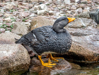 Fuegian steamer duck