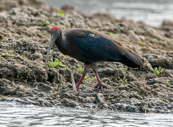 Red naped ibis