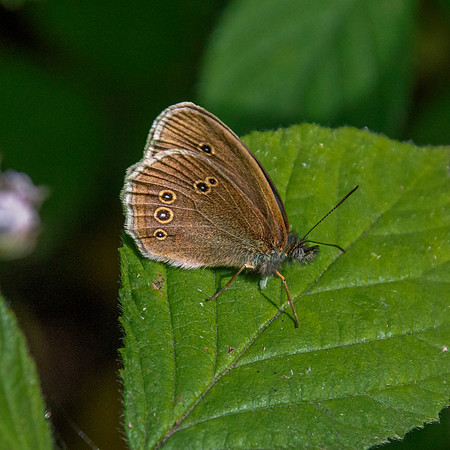 Ringlet butterfly