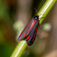 Cinnabar moth