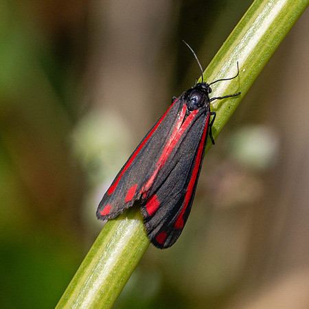 Cinnabar moth