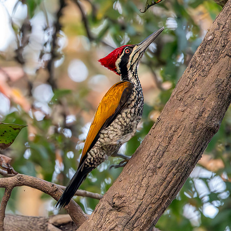 Greater flameback woodpecker