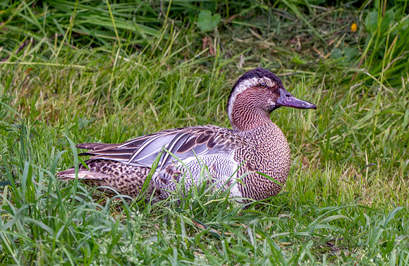 Garganey duck, male