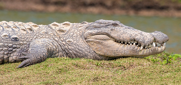 Mugger crocodile