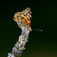 Painted lady