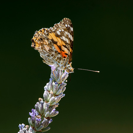 Painted lady