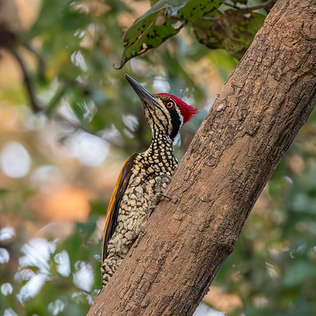 Greater flameback woodpecker