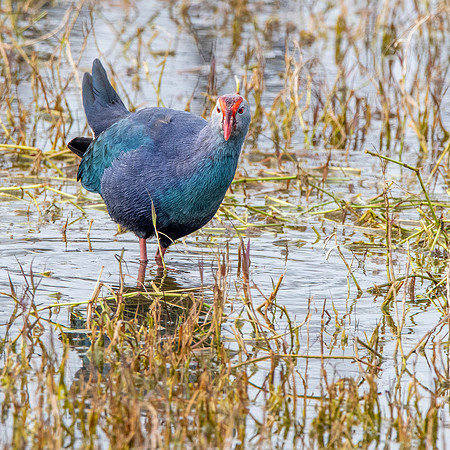 Grey headed swamphen
