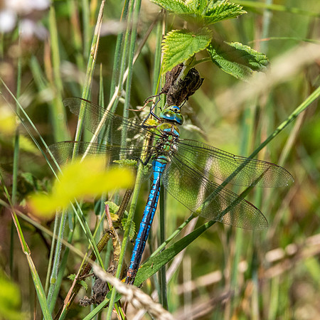 Emperor dragonfly, male
