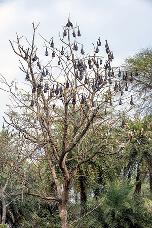 Indian Flying Fox