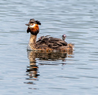 Great crested grebe