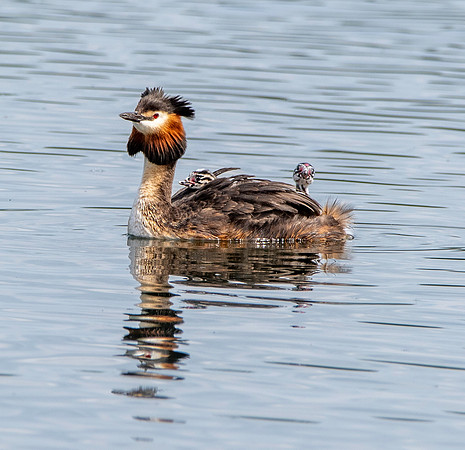 Great crested grebe