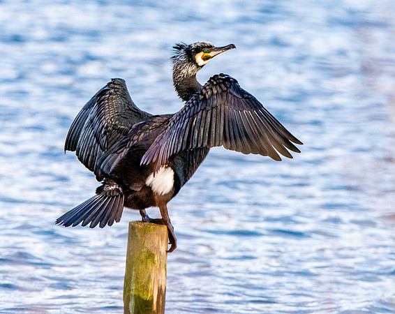 Great cormorant