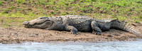 Mugger crocodile