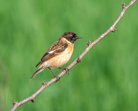 Siberian stonechat
