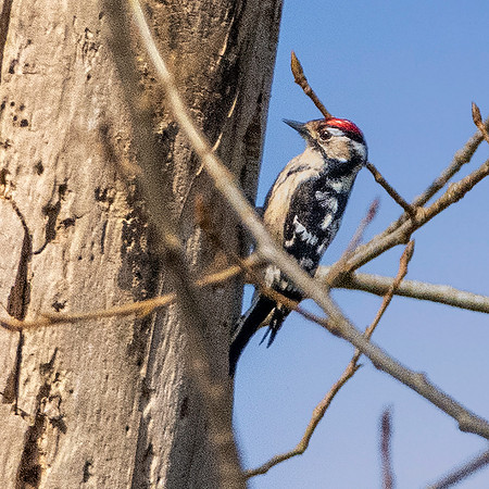 Lesser spotted woodpecker