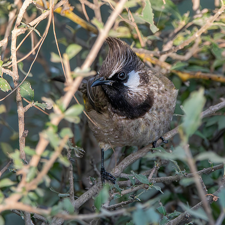 Himalayan bulbul