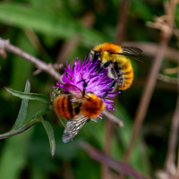 Common carder bee