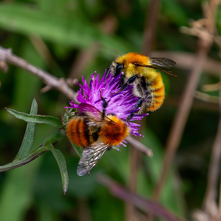 Common carder bee