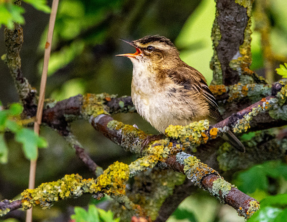 Sedge warbler