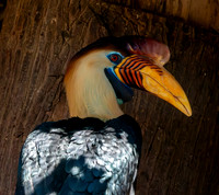 Knobbed hornbill