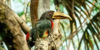 Ivory billed aracari