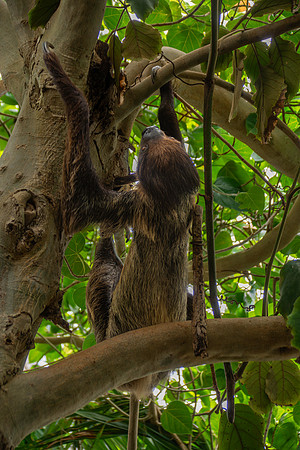 Two toed sloth (Linnaeus)