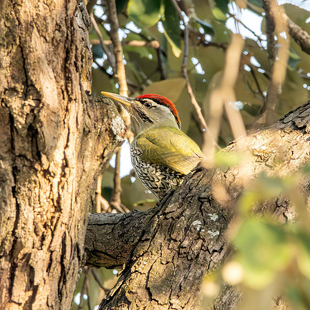 Scaly bellied woodpecker