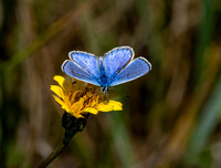 Silver studded blue