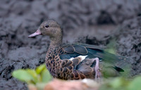 Bernier's (Madagascar) teal