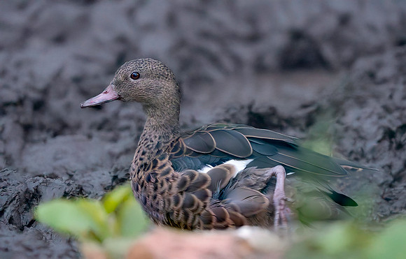 Bernier's (Madagascar) teal