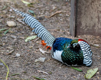 Lady Amherst pheasant