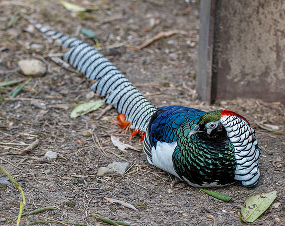 Lady Amherst pheasant