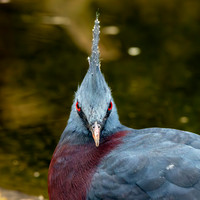Victoria crowned pigeon