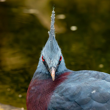 Victoria crowned pigeon