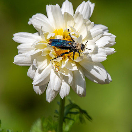 Large Four-spotted Scoliid Wasp, male