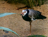 Long toed plover