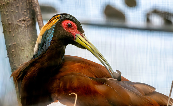 Madagascar crested ibis