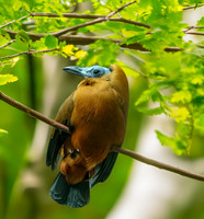 Capuchinbird