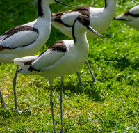 Pied avocet