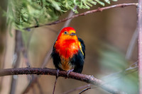 Crimson hooded manakin