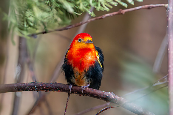 Crimson hooded manakin